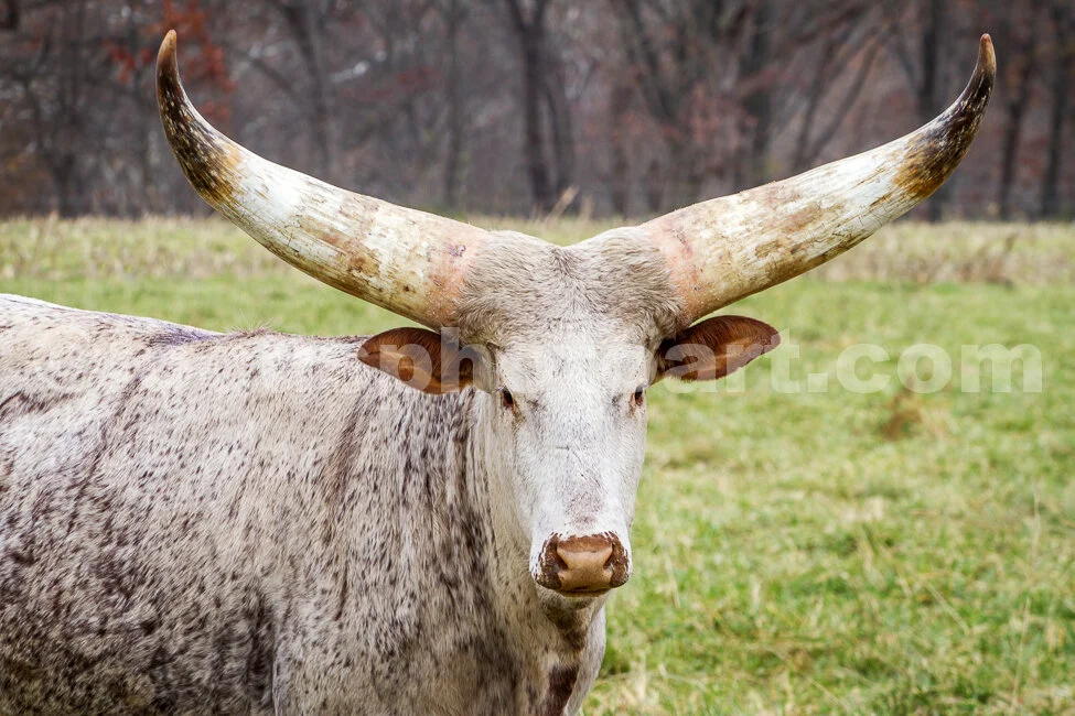 J16_Watusi_6_1814.jpg
