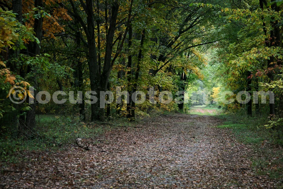 J12_Tree_Tunnel_9312cc.jpg