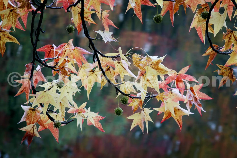 J14_Autumn_Leaves_4758_cc.jpg
