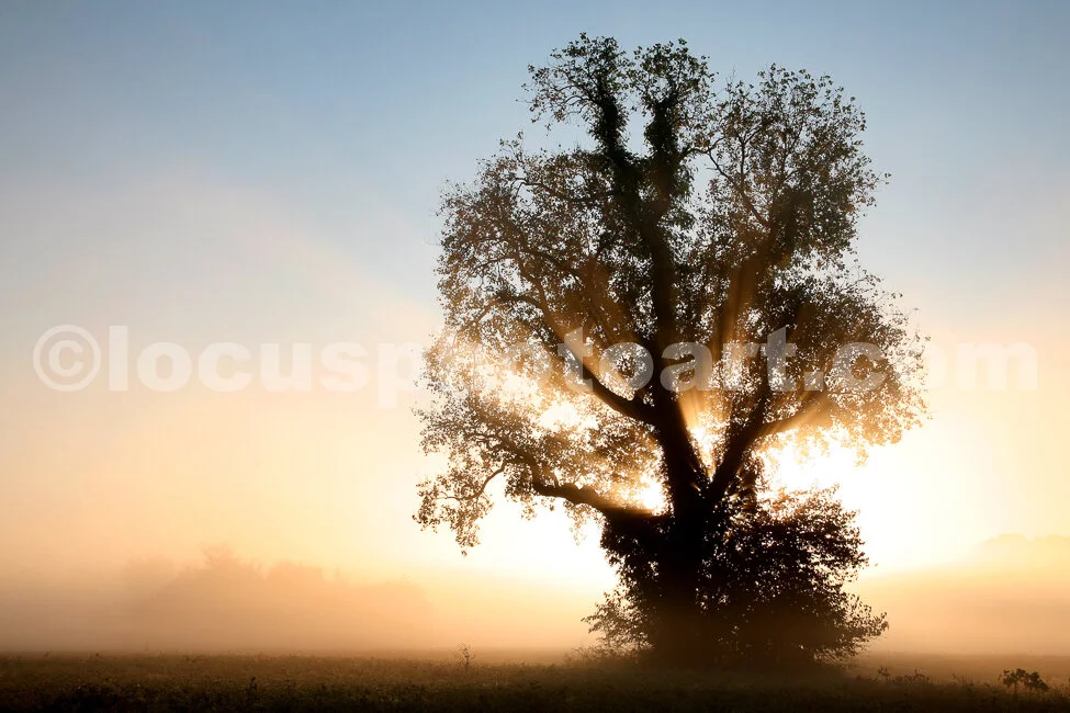 J14_Fog_Tree_2477_cc.jpg