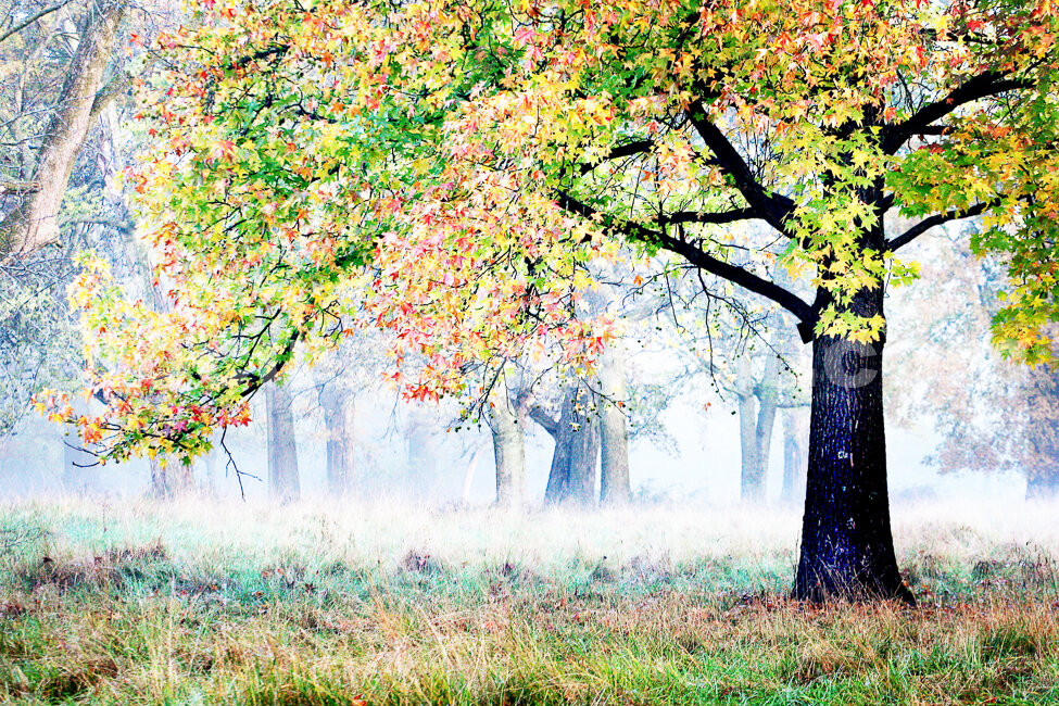 J15_Sweet_Gum_Fog_1623_Hi-C.jpg