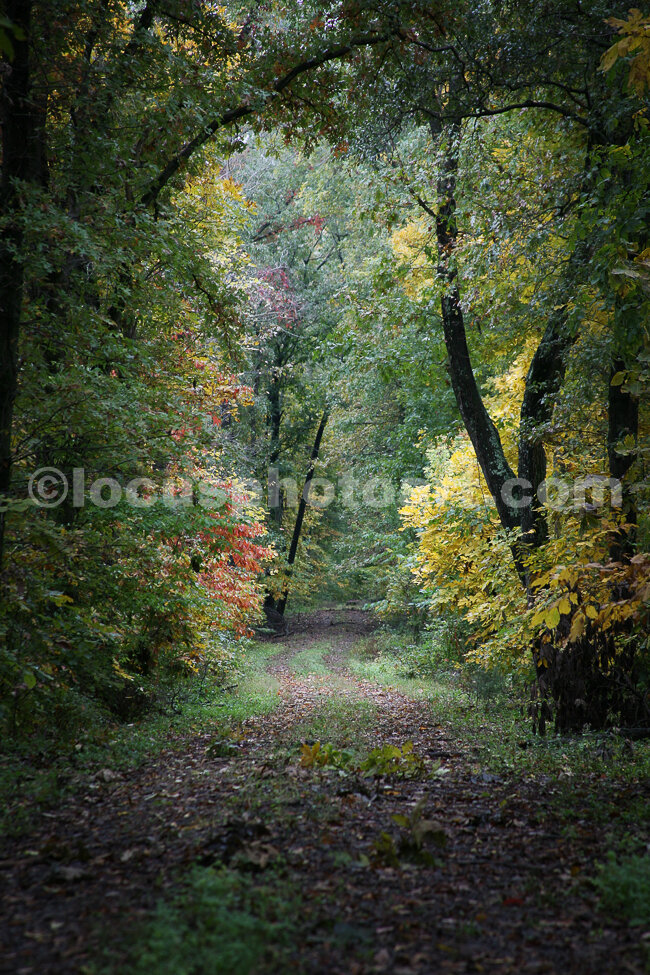 J14_Autumn_Leaves_9878_cc.jpg