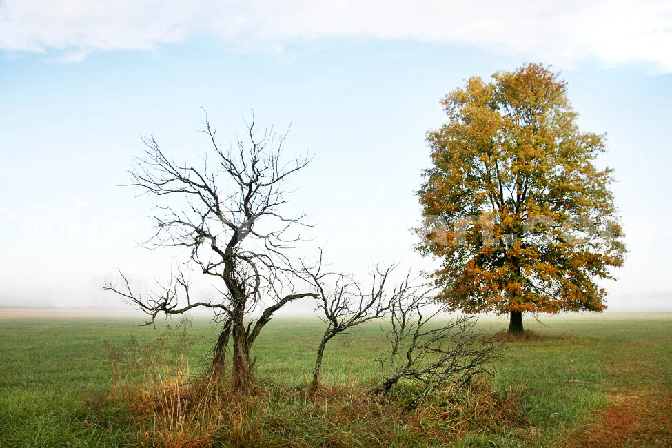 J15_Two_Trees_on_a_Foggy_Morning_5096.jpg