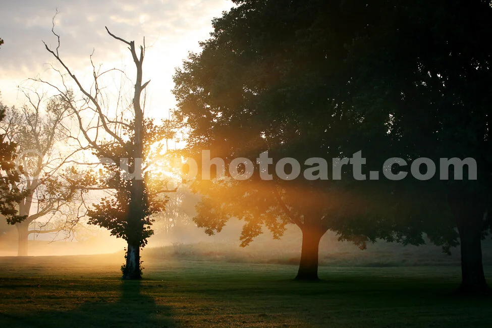 J14_Fog_Tree_7572_cc.jpg