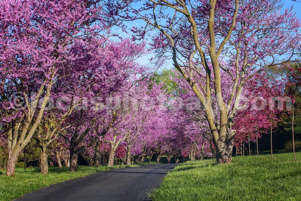 J19_Springtime_Driveway_8930.jpg