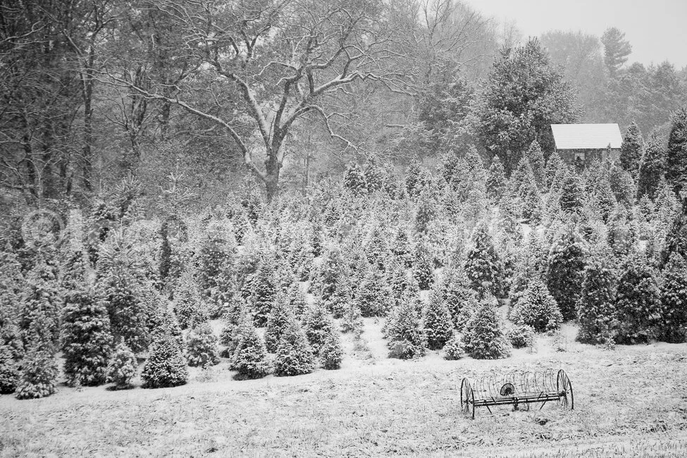 J14_Snow_Scene_Christmas_Trees_3168_BW.jpg