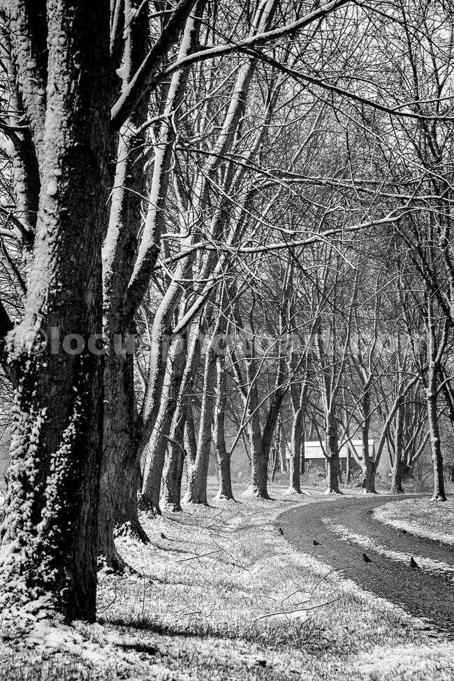 M17_Snowy_Tree_Lined_Lane_8758_BW.jpg