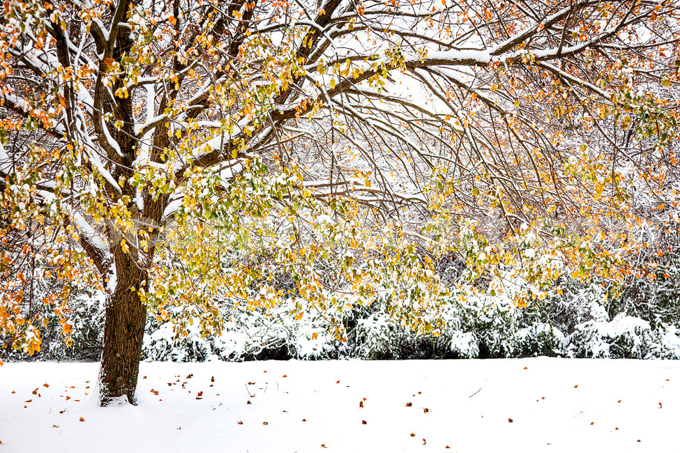 J18_Snow_on_the_Sweet_Gum_Tree_4021.jpg