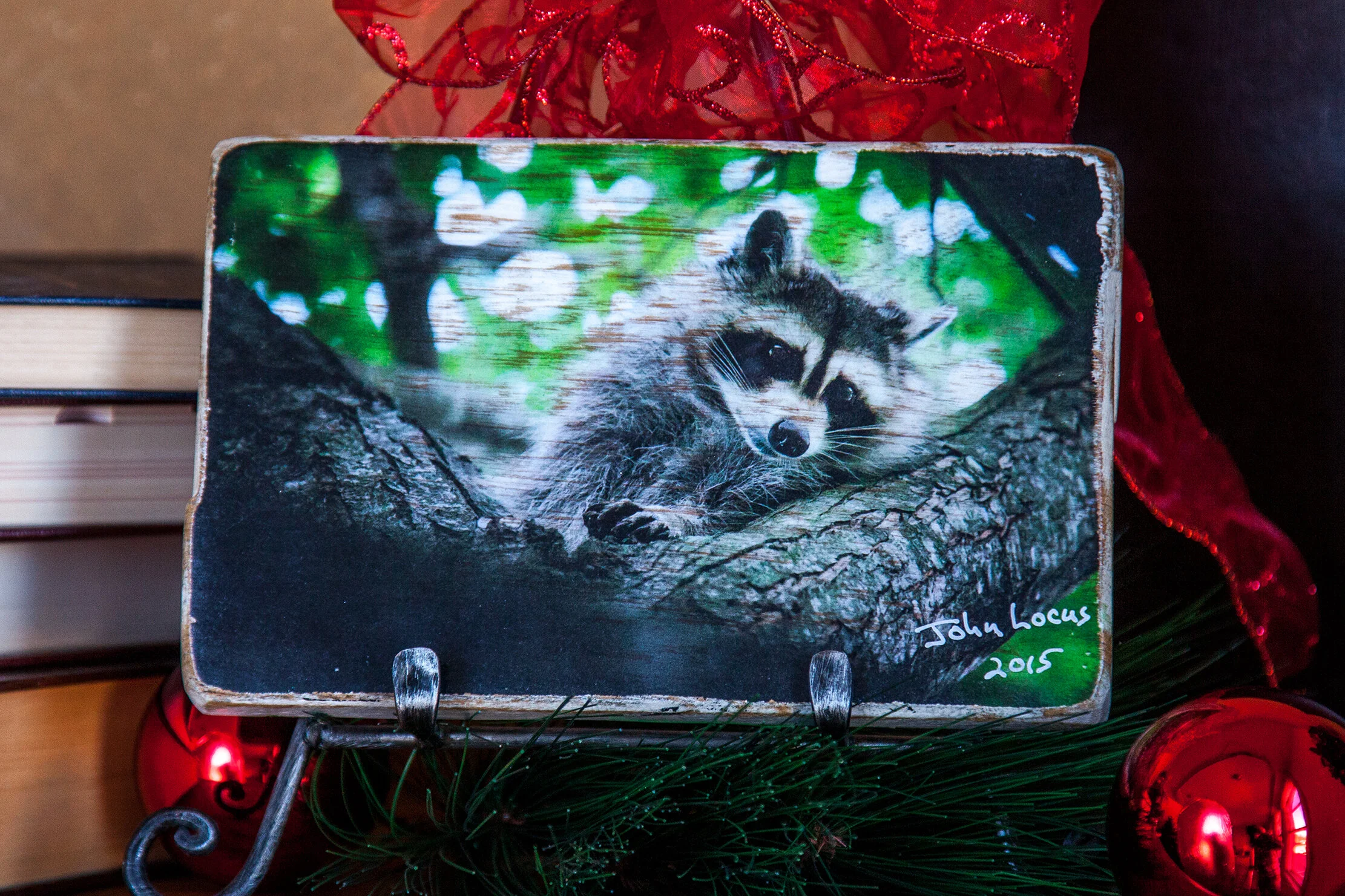 J15 Racoon Up a Tree 2347.jpg