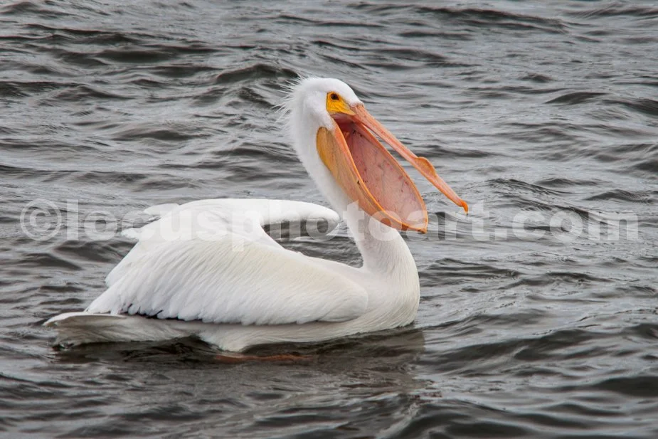 J21_Laughing_Pelican_5533.jpg