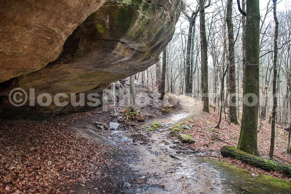 J21_Hawk_Cave_in_the_Shawnee_National_Forest_6557.jpg