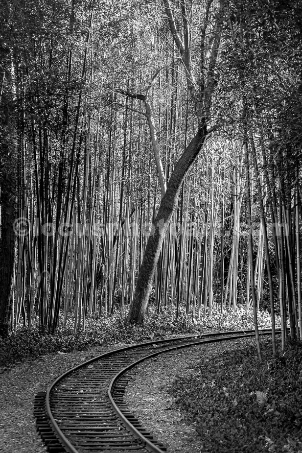 J23_Bamboo_Bend_5587_BW.jpg
