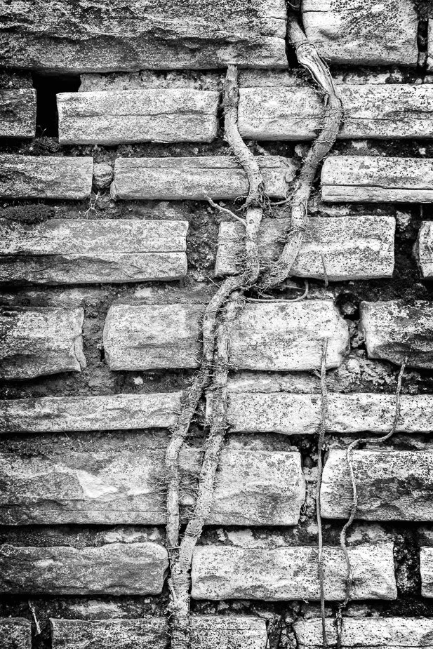 J21_Vines_on_Stone_5838_BW.jpg