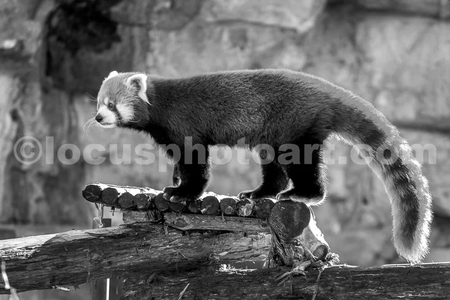 J23_Red_Panda_1_5507_BW.jpg