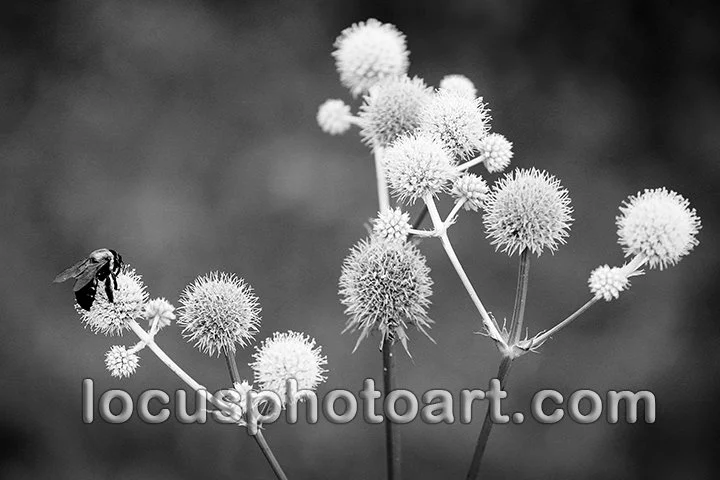 Bee on Flowers 9840 BW FB.jpg