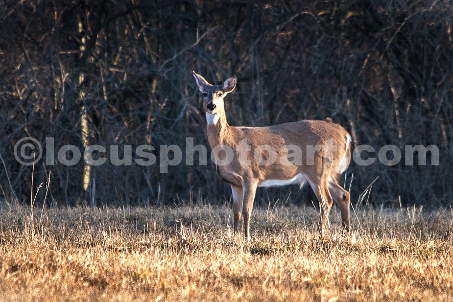 J21_Deer_at_Sunset_4942.jpg