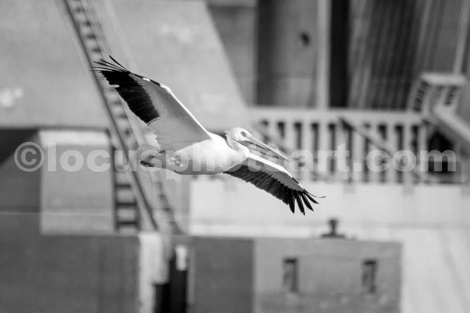 J21_Pelican_at_Melvin_Price_Dam_6089_BW.jpg