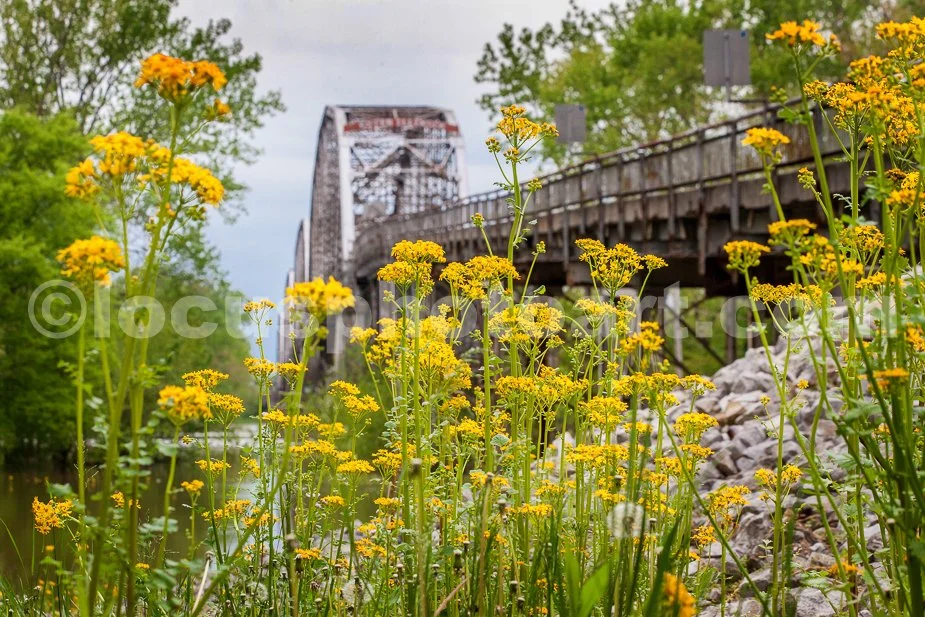 J19_Wildflowers_by_the_Bridge_0134.jpg