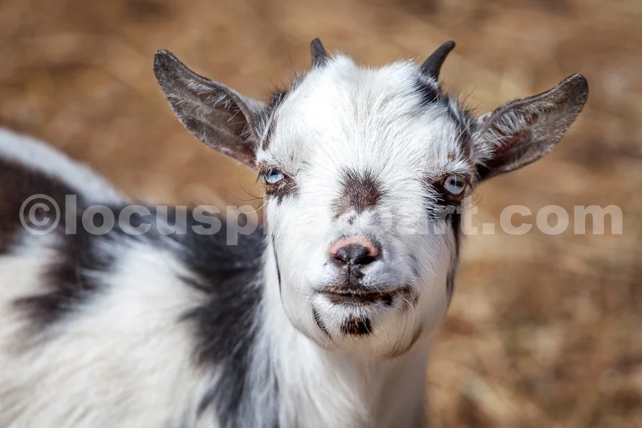 J21_Pretty_Goat_Eyes_6755.jpg