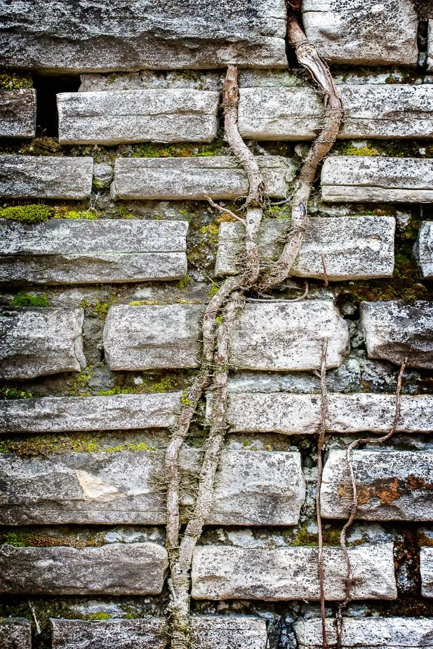 J21_Vines_on_Stone_5838.jpg