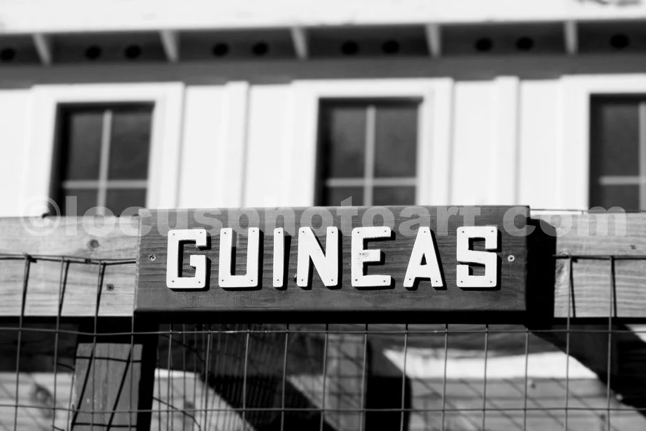 Sign_Guineas_3914_BW.jpg