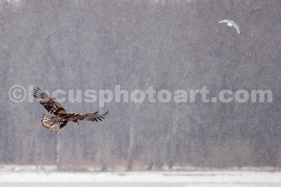 J21_Young_Eagle_Over_Ice_4853.jpg