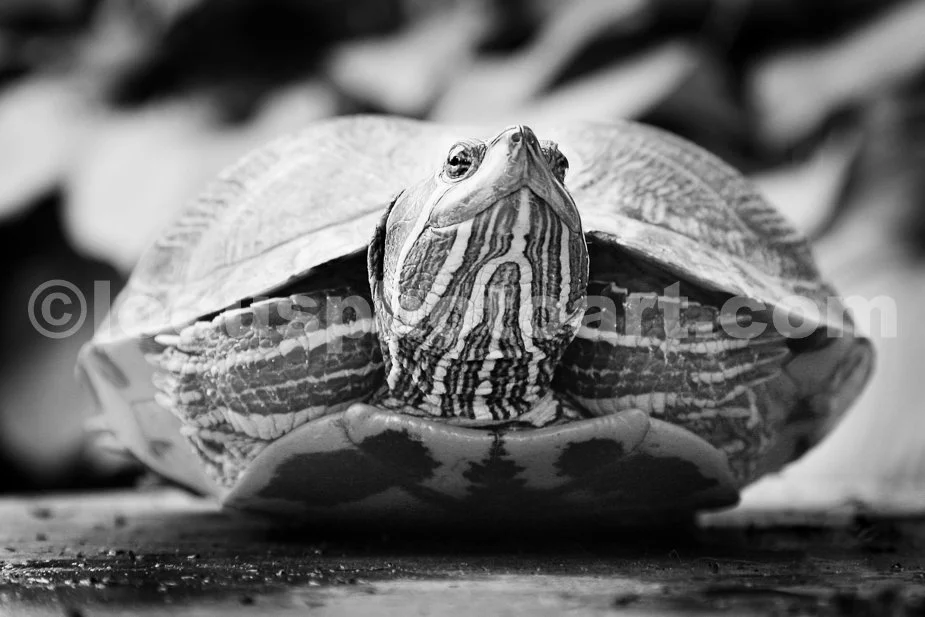 J15_Backyard_Turtle_Buddy_9917BW.jpg