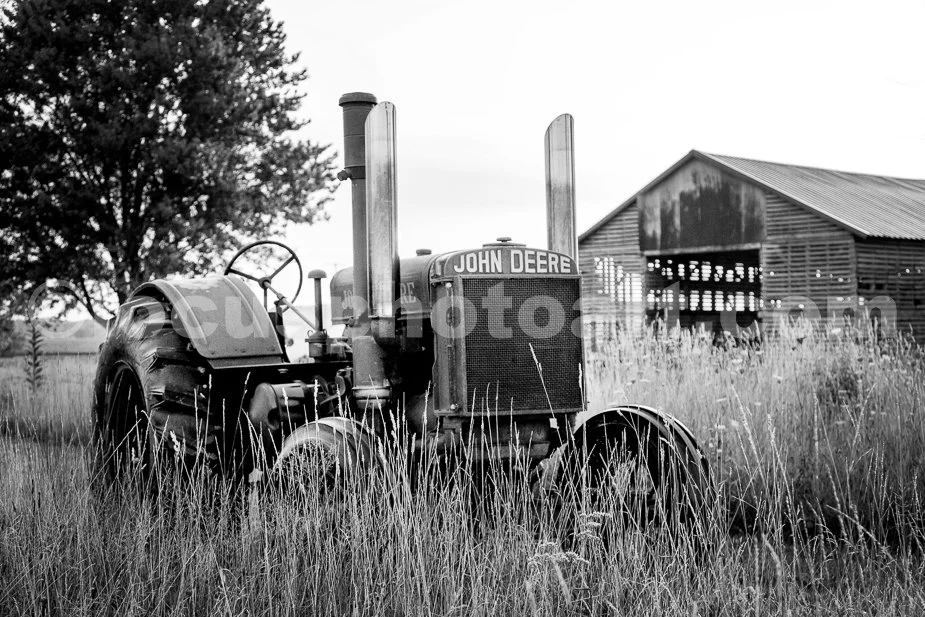 J23_Deere_in_the_Grasses_2466_BW.jpg