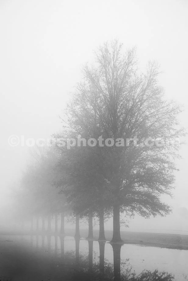 J24_Foggy_Treeline_6367_BW.jpg