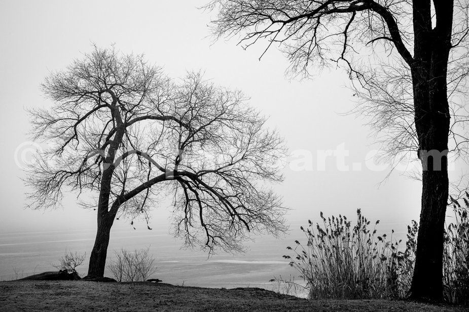 J24_Trees_in_Fog_6341_BW.jpg