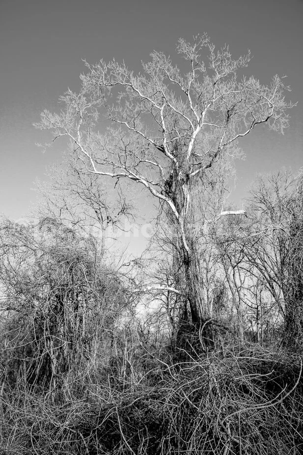 J21_Tree_on_the_Missouri_River_4818_BW.jpg