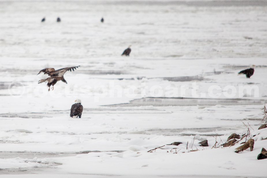 J21_Seven_Eagles_on_Ice_4856.jpg