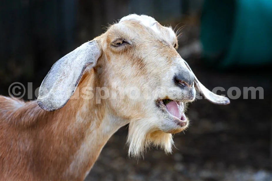 J23_Singing_Goat_9151.jpg