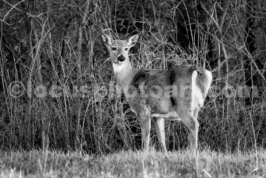 J21_Deer_at_Dusk_4993_BW.jpg