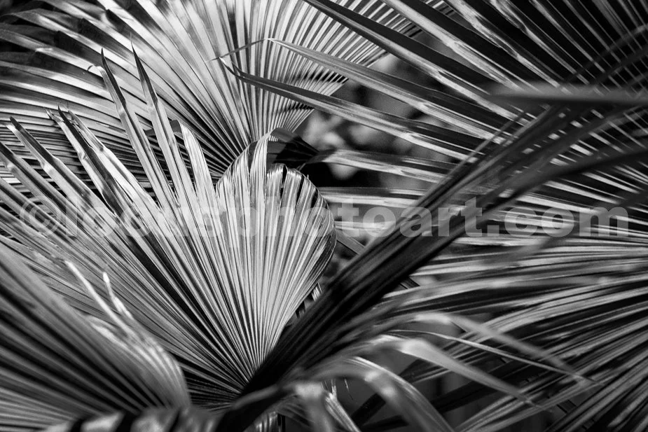 J23_Patterns_in_Greenery_5570_BW.jpg