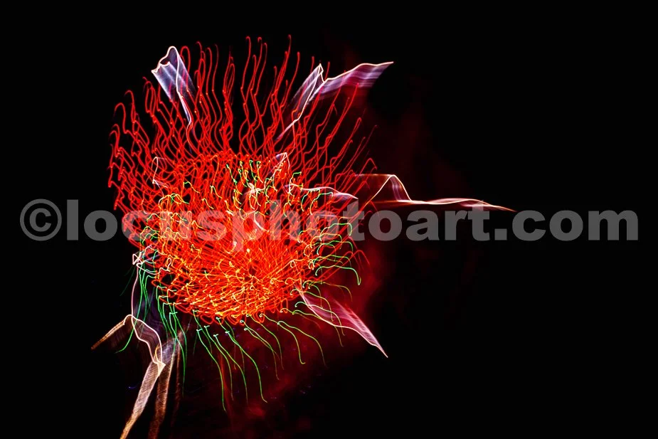 J24_Fireworks_Flower_9864.jpg