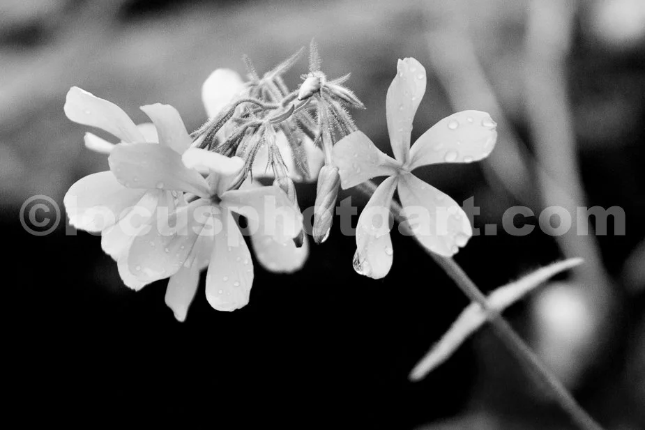 J21_Purple_Blossoms_in_the_Rain_0219_BW.jpg