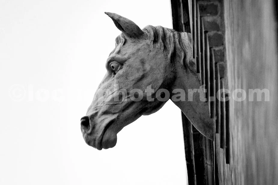 Horse_Head_9512_BW.jpg