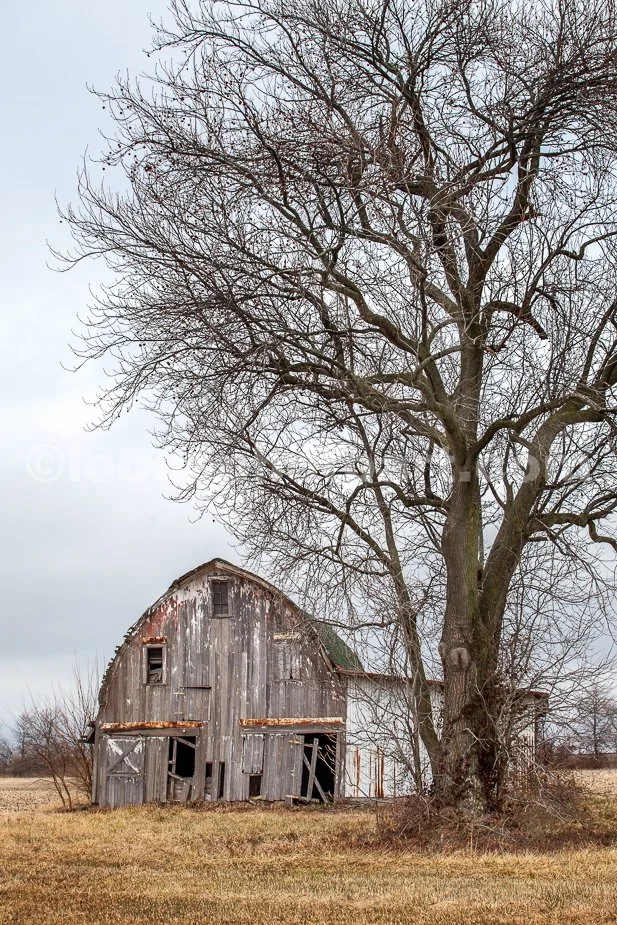 J21_Barn_with_Tree_3939.jpg