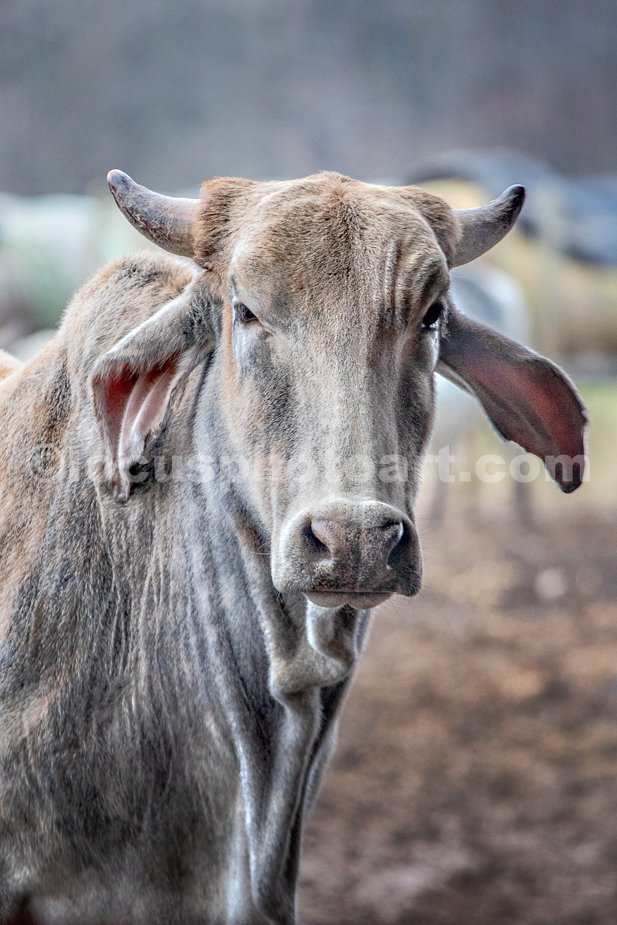 J23_Brahman_Staredown_2193.jpg