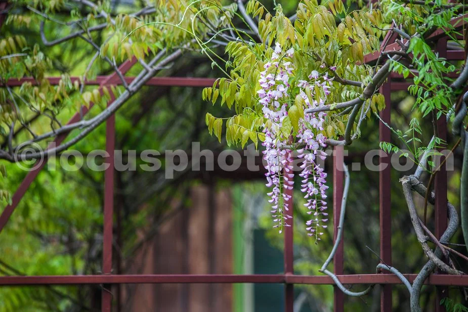 J19_Wisteria_Cascade_0381.jpg