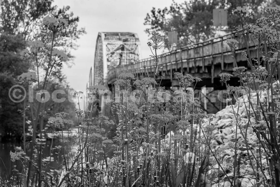 J19_Wildflowers_by_the_Bridge_0134_BW.jpg