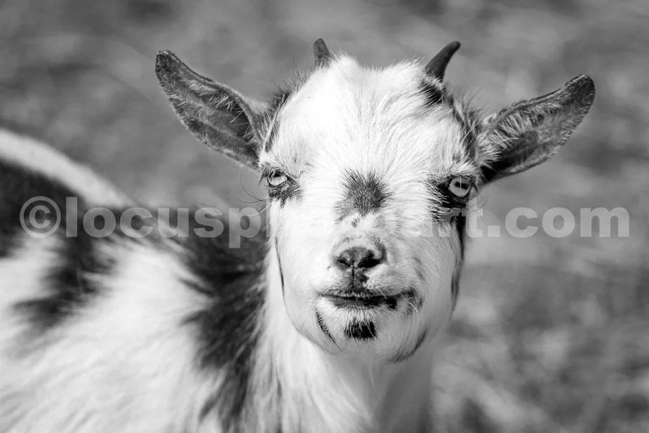 J21_Pretty_Goat_Eyes_6755_BW.jpg