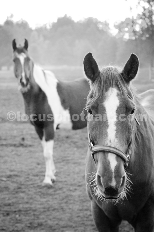J14_Horses_8705_BW.jpg