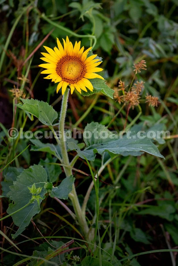 J24_Lonely_Little_Sunflower_8417.jpg