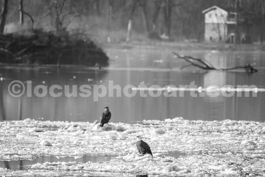 J21_Eagles_Passing_on_the_Ice_6002_BW.jpg