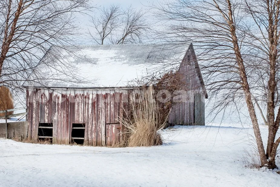 J21_Barn_with_Birch_Trees_4738.jpg