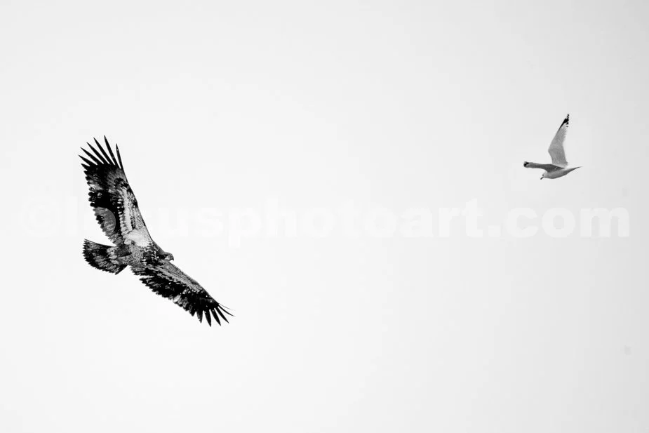 J21_Young_Eagle_and_Gull_4770_BW.jpg
