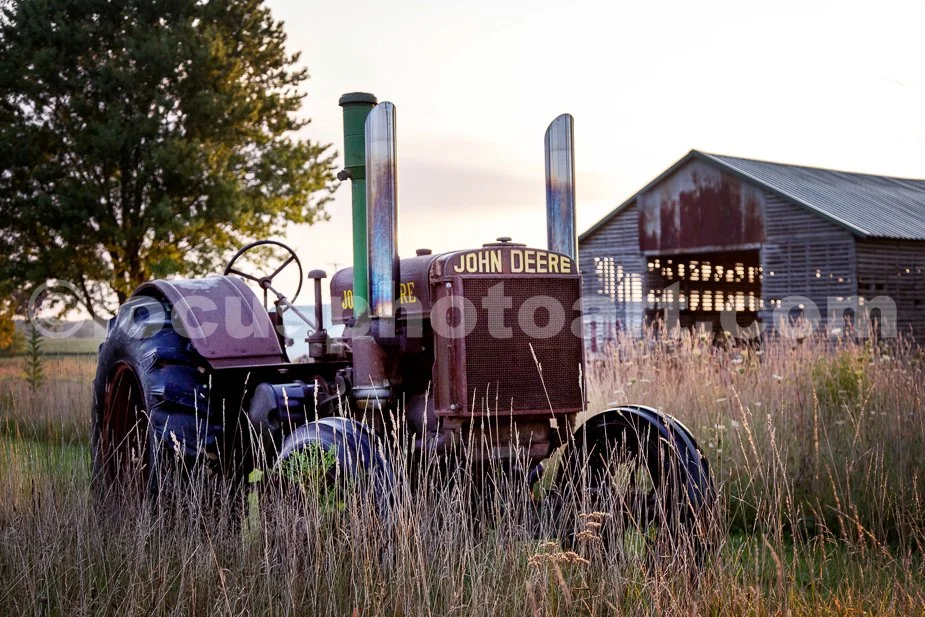 J23_Deere_in_the_Grasses_2466.jpg