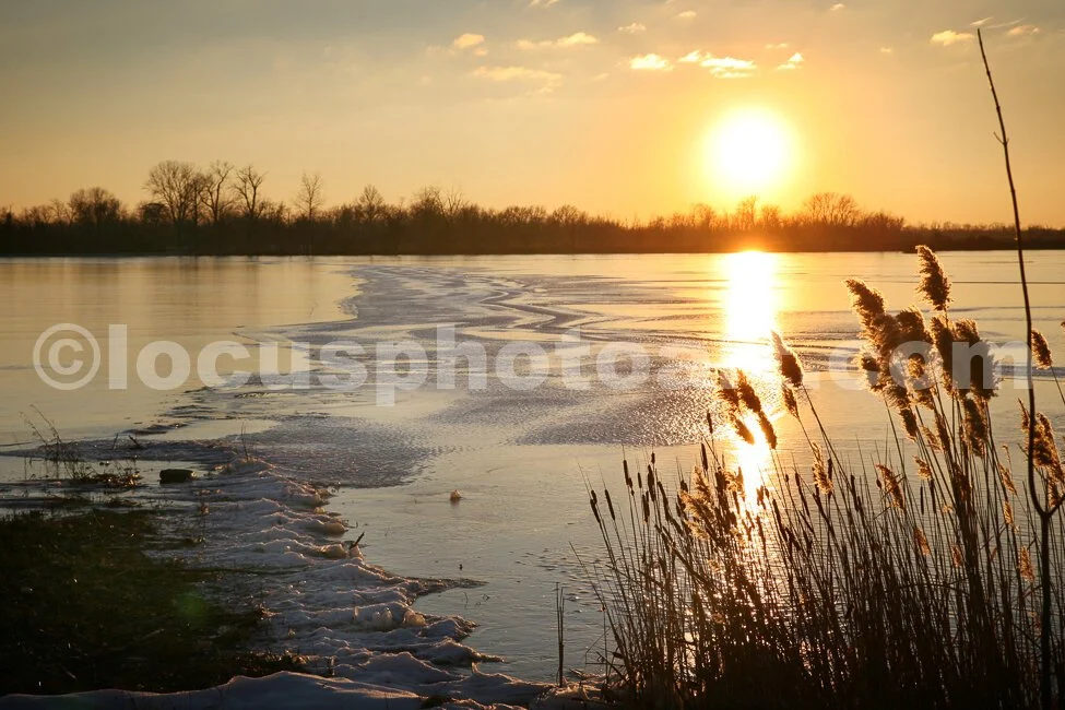 J15_Cattails_and_Grasses_on_Ice_9708.jpg